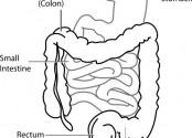 New human organ in digestive system discovered